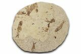 Fossil Fish (Knightia) Mortality Plate - Wyoming #339057-1